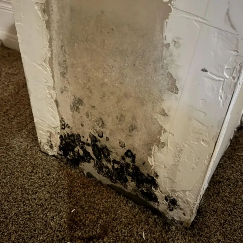 Professional Mold Removal in Madison County, MS